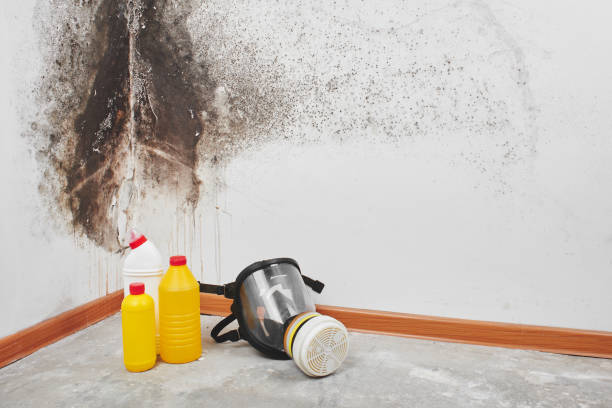Best Toxic Mold Removal  in Highland, AR