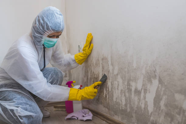 Mold Removal and Inspection in Highland, AR