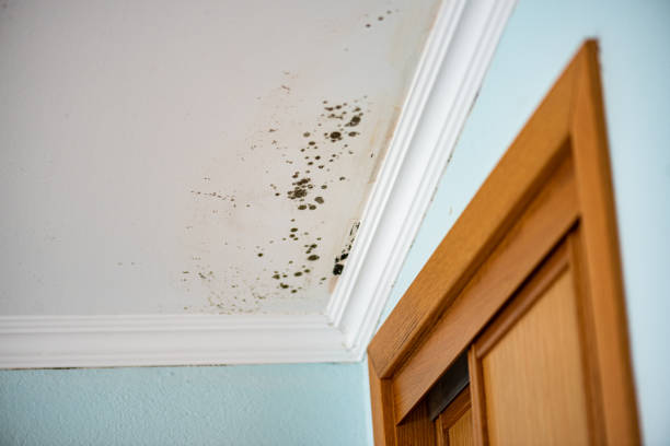 Best Attic Mold Removal  in Highland, AR