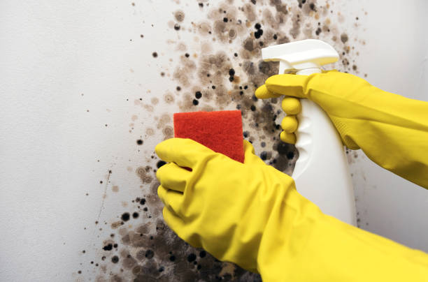 Mold Removal Process in Highland, AR