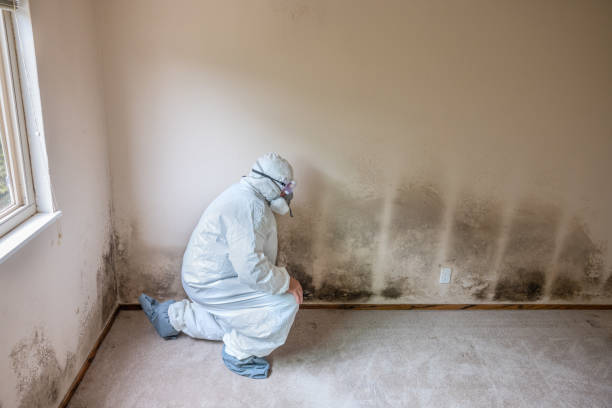 Professional Mold Removal in Highland, AR