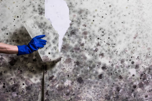 Best Mold Cleaning Services  in Highland, AR
